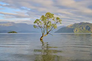 Single tree reflected in the calm waters of a lake