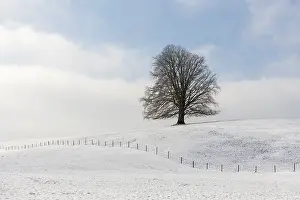 Single tree on snow-covered hill against blue sky