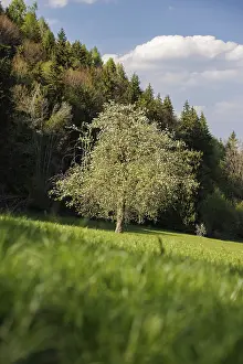A single tree stands on a green meadow against a background of forest and sky