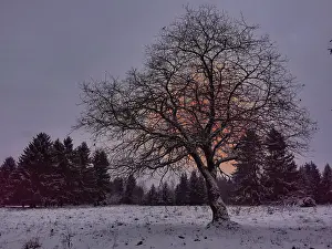 A single tree stands in a snowy landscape in front of a forest at sunset