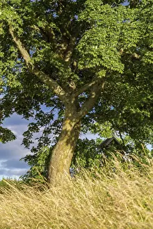 Single tree in a summer meadow in the Selketal Harz Mountains
