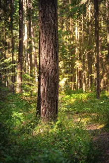 A single tree trunk in the forest