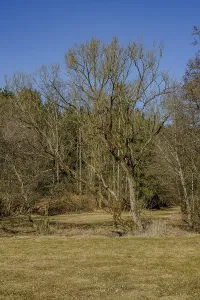 Single trees in a meadow landscape