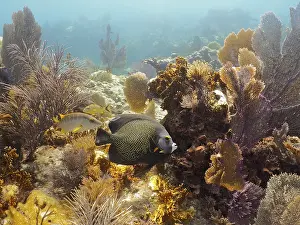Category Coral Reefs DE Prints: A single tropical fish, French angelfish (Pomacanthus paru)
