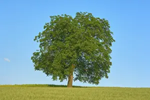 A single walnut tree (Juglans regia)