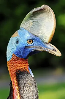 Single-wattled Cassowary (Casuarius unappendiculatus rufotinctus)