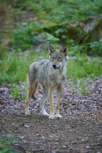 A single wolf stands alert in a sparse forest