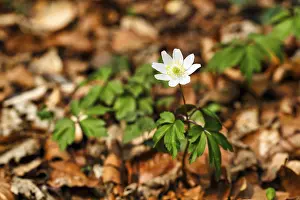 Single wood anemone (Anemone nemorosa) on the forest floor