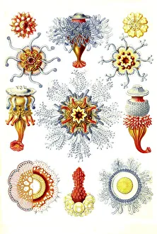 Siphonophotae, state jellyfish