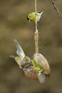 Siskin two birds with open wings hanging on feeding dish different looking and greenfinch with open wings looking right