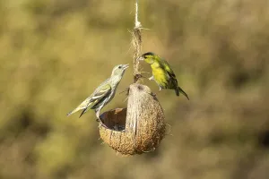 Siskin two birds standing on feeding dish facing each other