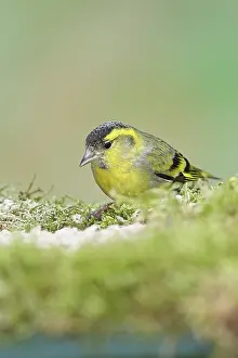 Siskin (Carduelis spinus), male sitting on moss