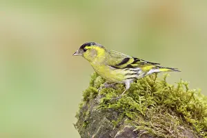 Siskin (Carduelis spinus), male sitting on a moss-covered stone