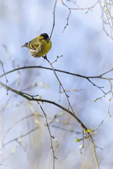 Siskin (Carduelis spinus) perched in a tree