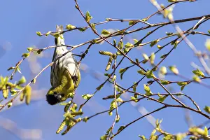 Siskin (Carduelis spinus) perched in a tree upside down