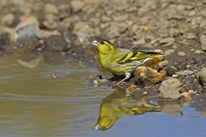 Siskin, eurasian siskins (Spinus spinus)