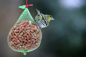 Siskin - male in winter (Carduelis spinus) (Spinus spinus)