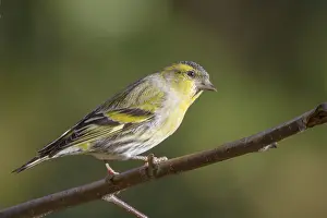 Siskin perched on a branch in the UK