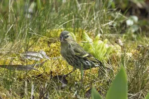 Siskin with stalks in beak standing in green grass looking left