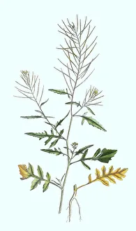 Sisymbrium irio, also known as the London rocket