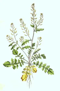 Sisymbrium terrestre, Landrauke