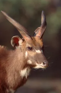 Sitatunga, male (Tragelaphus spekei)