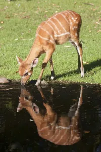 Sitatunga or marshbuck (Tragelaphus spekii)