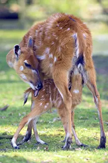Sitatunga (Tragelaphus spekii)
