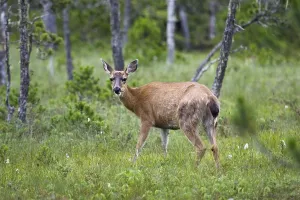 Sitka Black-tailed Deer (Odocoileus hemionus)