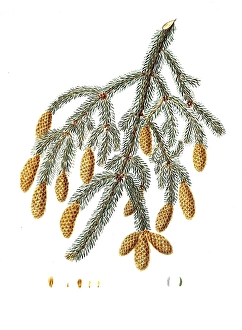 Sitka spruce, Picea sitchensis, Pinus Menziesii, Warted-branched fir, tree, digitally enhanced reproduction of an original by Aylmer Bourke Lambert (1761 - 1842), English botanist, published around 1810