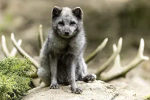 A sitting arctic fox (Alopex lagopus)