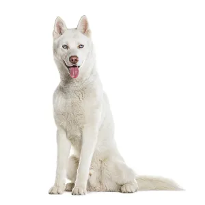 Sitting blue eyed Husky Panting looking at the camera