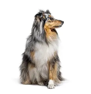 Sitting Blue merle Sheltie isolated on white