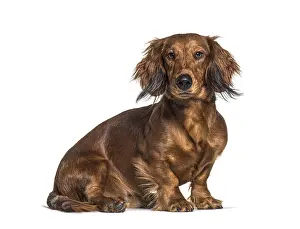 Sitting dachshund looking at the camera isolated on white