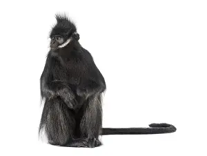 Sitting Francois langur looking away