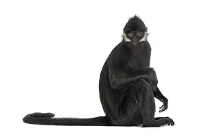Sitting Francois langur looking at the camera