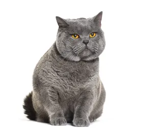 Sitting grey British shorthair with orange eyes looking away