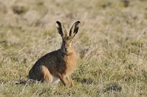 Sitting Hare (Lepus europaeus)