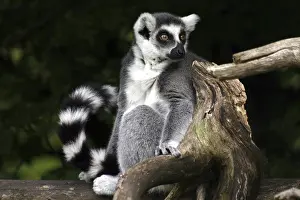 Sitting katta
