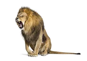 Sitting Lion, roaring and showing his fangs aggressively