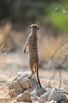 Sitting meerkat (Suricatta suricata)