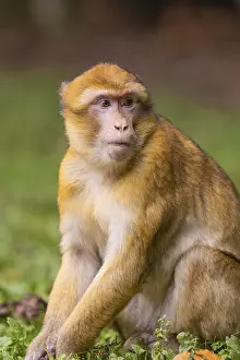 Sitting monkey with attentive gaze and detailed fur