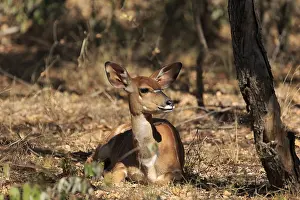 Sitting Nyala