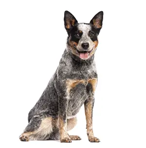Sitting and panting Australian Cattle Dog looking at the camera
