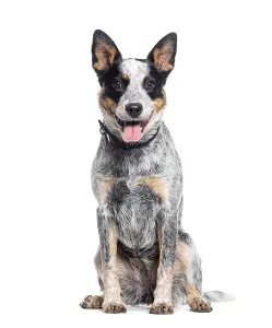 Sitting and panting Australian Cattle Dog looking at the camera
