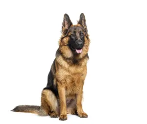 Sitting and panting German shepherd