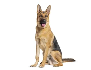 Sitting and panting German shepherd