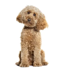 Sitting Poodle looking at the camera