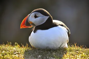 A sitting puffin (Fratercula arctica) on a sunlit meadow