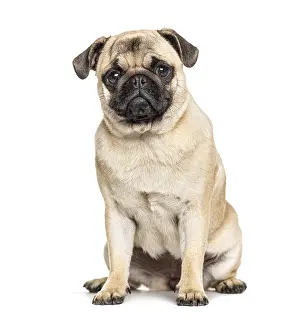 Sitting Pug, isolated on white